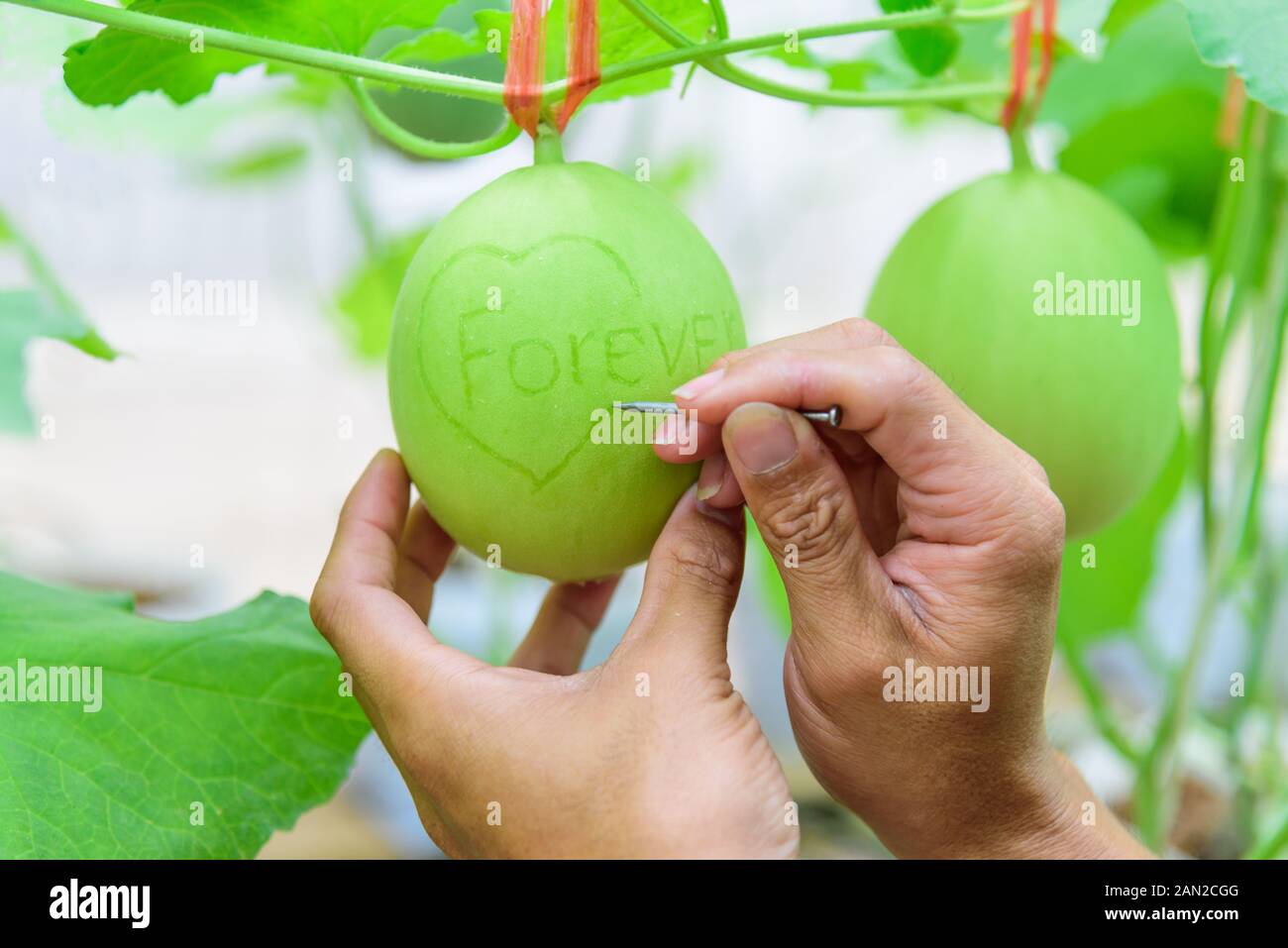 Die ewig Wort an die frische Melone schreiben Stockfoto