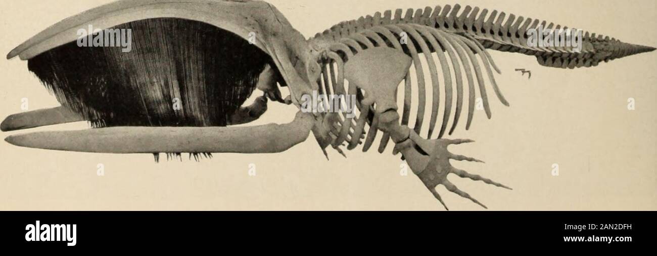 Allgemeiner Führer zu den Ausstellungshallen des American Museum of Natural History . er ist der größte ani-mal der Welt. Entlang der linken Seite der Halle werden Dreierkelette von Walen ausgesetzt, der dem Eingang am nächsten liegende ist ein Rechter Wal, ein rechter Wal in der Mitte, Anda California Grey Whale am fernen Ende. Über ihnen befindet sich eine lange Reihe lebensechter Mod-els von Schweinswalen, die in Spezies vom gewöhnlichen Delfin bis zu den seltenen Fluss- und Seedfinen reichen. Hier ist auch ein Modellbau des Pigmy Sperma Whale. Am Farend sind zwei große Modelle, eines der spezikulären Narwale mit langem Elfenbeintusk (rechts), Stockfoto