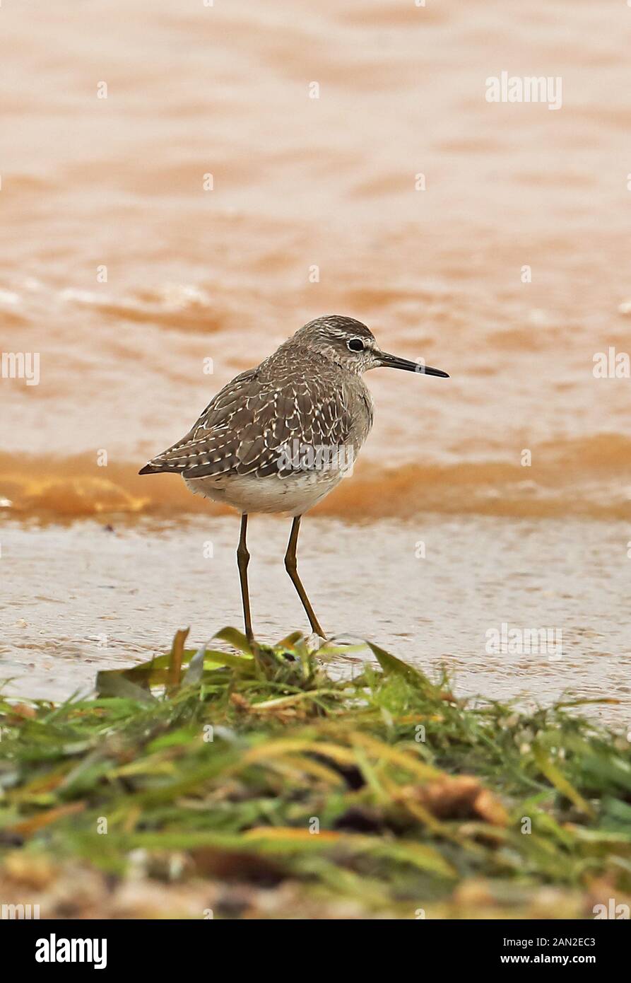 Bruchwasserläufer (Tringa glareola) Erwachsenen at Waters Edge Lake Victoria, Uganda November Stockfoto
