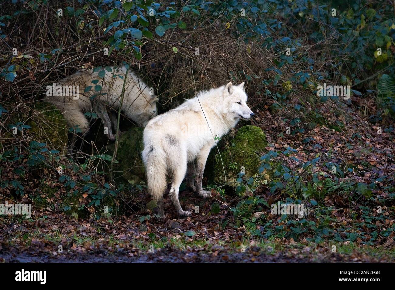 ARCTIC WOLF Canis Lupus tundrarum Stockfoto