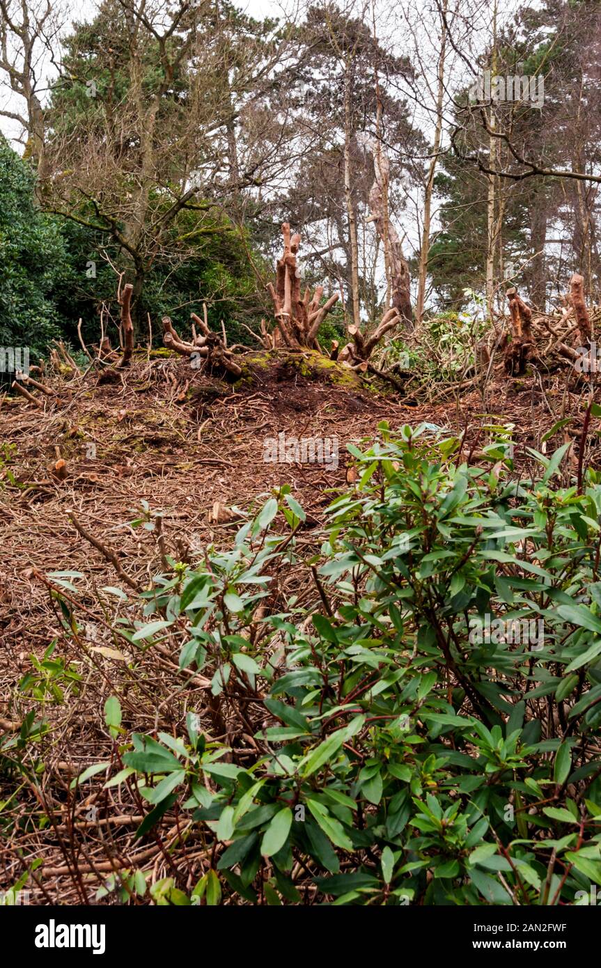 Ein Waldgebiet bei Wolferton in Norfolk, in dem invasive Rhodendronen zurückgeschnitten wurden. Stockfoto