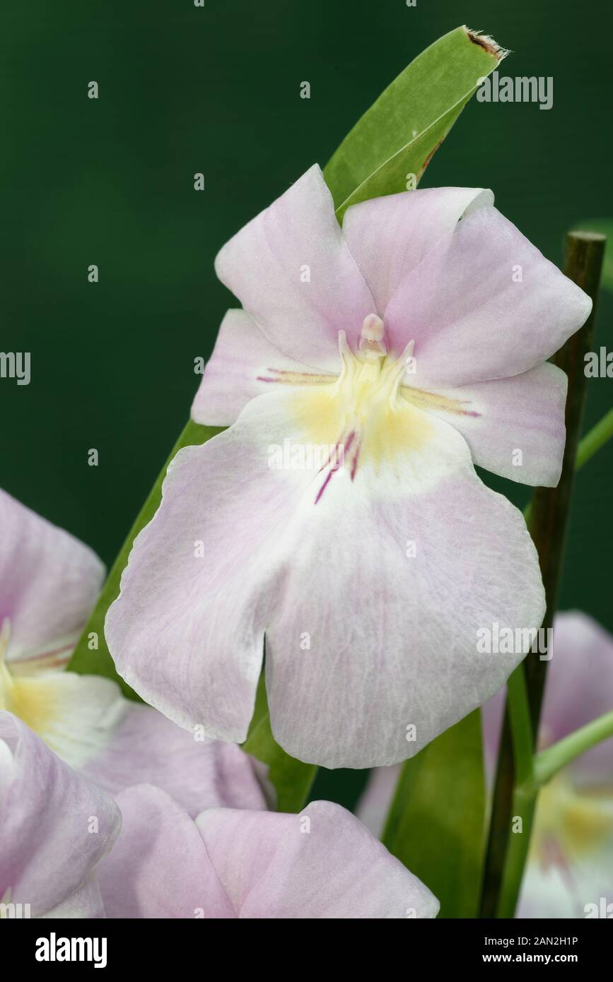 Flag-Like Miltonopsis Orchid - Miltoniopsis vexillaria Epiphyte aus Kolumbien und dem Norden Ecuadors Stockfoto