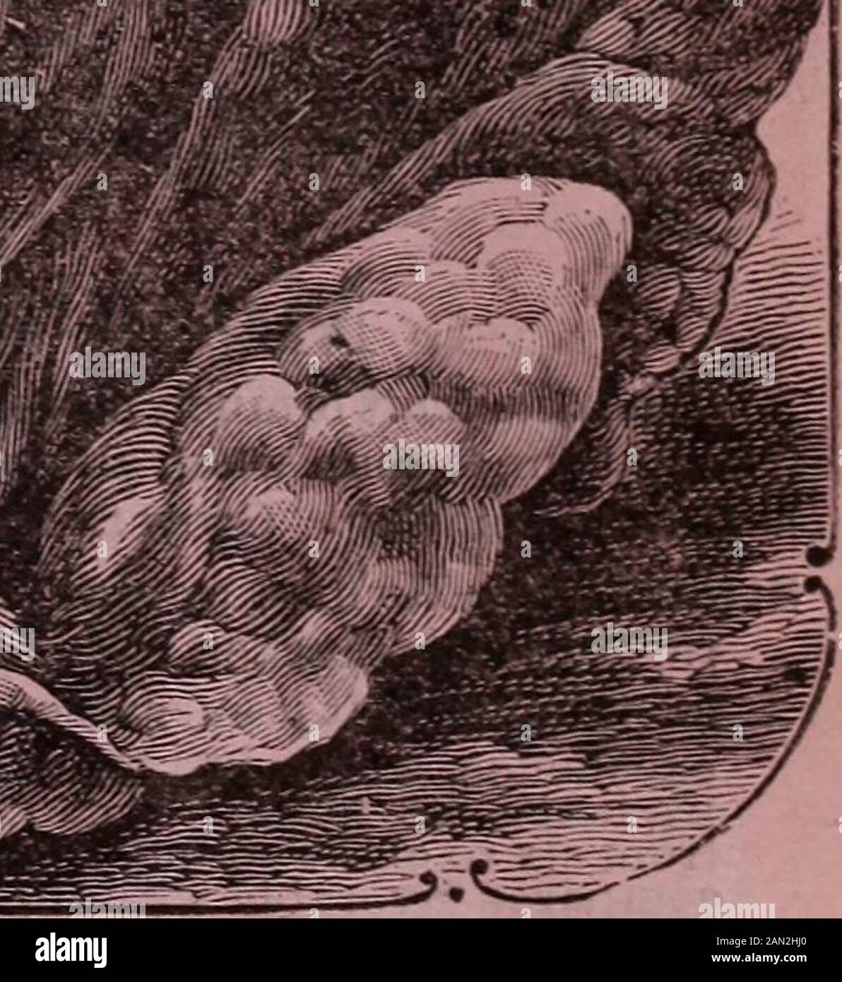 Childs Kombinationskatalog für das Jahr 1910: Blumensamen Gemüsesamen Sommerhirnen Hartbirnen und Pflanzen beherbergen Pflanzen Sträucher neue Früchte und holländische oder vollständige Birnen. [ETTUCE Denver Market Denver Market oder Savoy - Eine frühe Auswahl an Head-Let-Tuce, entweder für Forcing oder Open Ground. Bildet einen großen, festen Kopf aus einem guten hellgrünen Co oder. Die Blätter sind wunderschön markiert und wie Savoyen blästig. Kohlkohl) und knackig und zart;von ausgezeichnetem Geschmack. Dies ist in manyrespekten ein einzigartiger Salat, und einer, der so bald wie bekannt beliebt wird, und den gleichen Platz unter Salat wie Savoys unter Cabba einnimmt Stockfoto