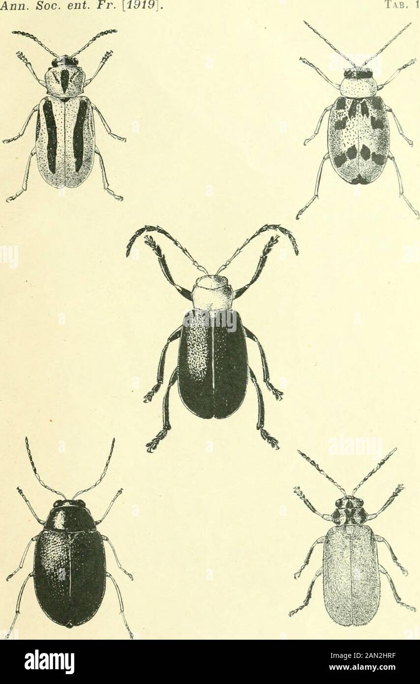 Annales de la Société entomologique de France. Cre Sants., 376.Myrmica Gallienii Bondr., 302. Pilosiscapus Bondr., 301. Vandeli Bondr., 301.Neoponera Lydiae Sants., 361.Odynerus boliinanus Brèthes, 397. Goijasensis Brèthes, 397. Idoneiformis Brèthes, 399. Idoneus Brèthes, 398.Pachodynerus Gaw//p/Brèthes,40o. Punctulatus Brèthes, 404 serrulatus. Brèthes. 403.Sericomyrmex Gallardoi Sants., 379.Sima Le Molti Sants., 37o.Zethus maronensis Brèthes, 392 Année 1020. 419 ERRATA Seite 315, 6^ ligne, lire .- cùlés arrondis eu avant, sinués eu arrière. - 316, 20= Ligne, Supprimer les 7nots: Lang. 7 mm. Stockfoto