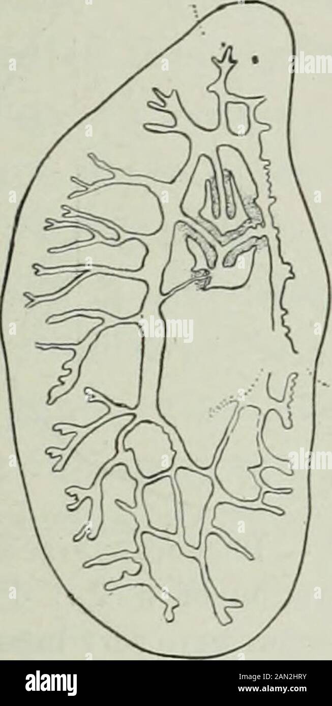 Amerikanische Zeitschrift für Physiologie . es hat akommon Beendigung;offensichtlich zwei Knospen arosevery nahe zusammen und teilweise verschmolzen. C Als Hinweis darauf, dass es eine besondere Beziehung zwischen der Regeneration des Darms und den Thepharyngen gibt, bietet die Regeneration von lateralen Teilen einige interessante Merkmale. Die Pharynxe formt sich nahe der Schnittkante, ebenso wie die einzelne Pharynxin Planaria. Abb. 4 zeigt einen Fall dieser Art;es gibt einen langen Beutel nahe der Schnittkante, im vorliegenden Fall zweigeteilt durch eine Trennwand, und allof der Pharyngen befinden sich mit einer Singleausnahme auf der Seite zum alten Gewebe hin. Verbindung mit EA Stockfoto
