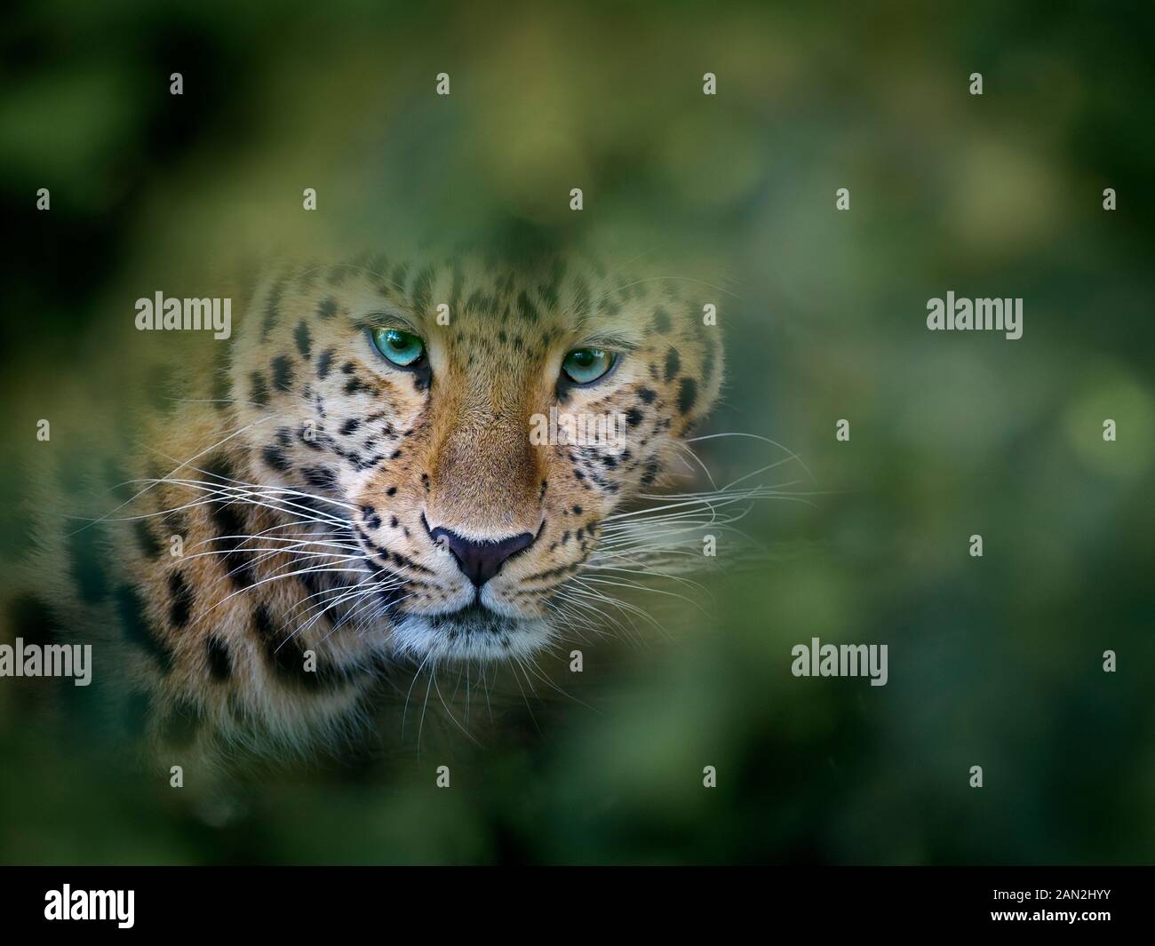 Amur leopard Panthera pardus orientalis CAPTIVE Stockfoto