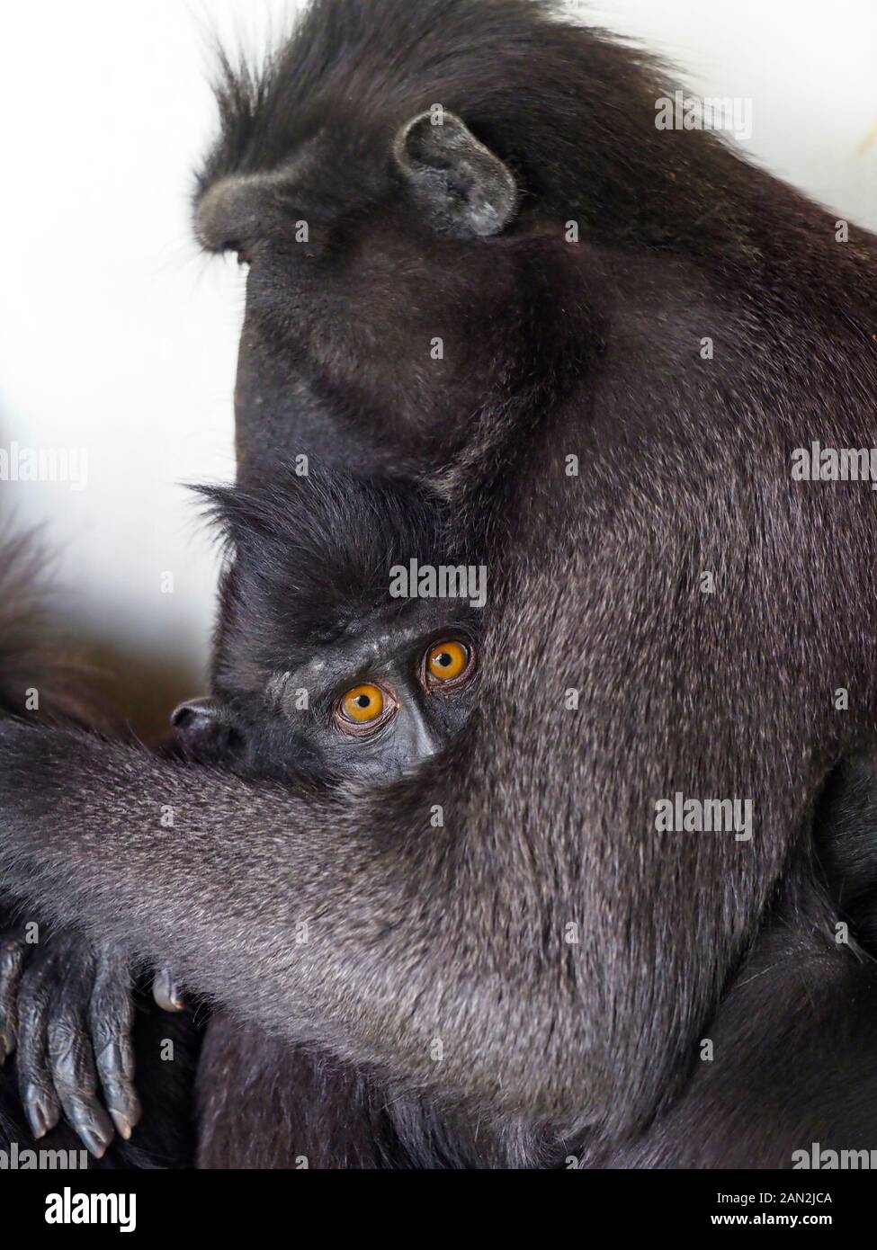 Celebes crested macaque Macaca nigra auch bekannt als die cremefarbenen schwarzen Makaque mit dem Jahr jung. Stockfoto