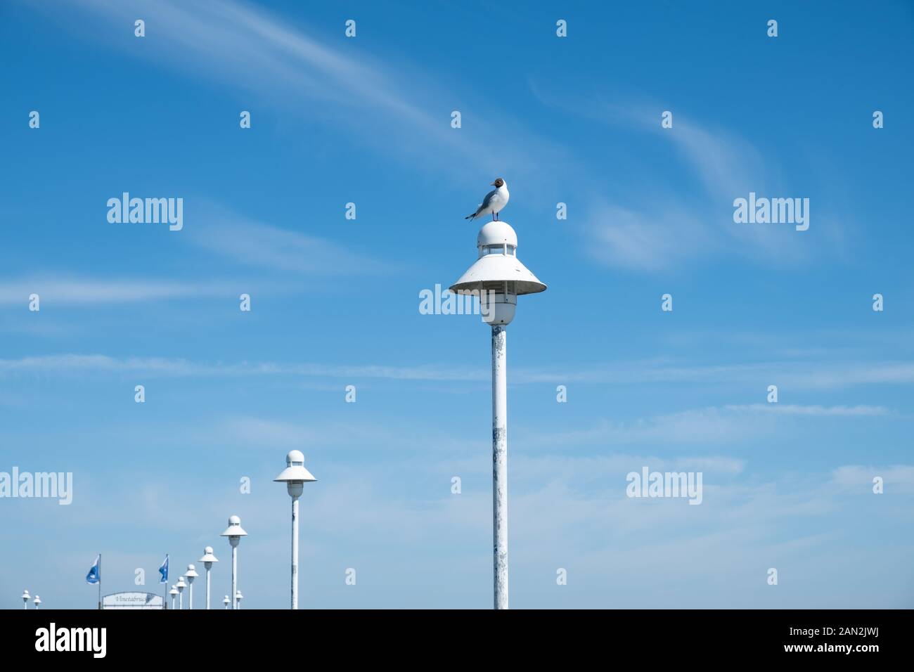 Eine Möwe sitzend auf einer Lampe Stockfoto