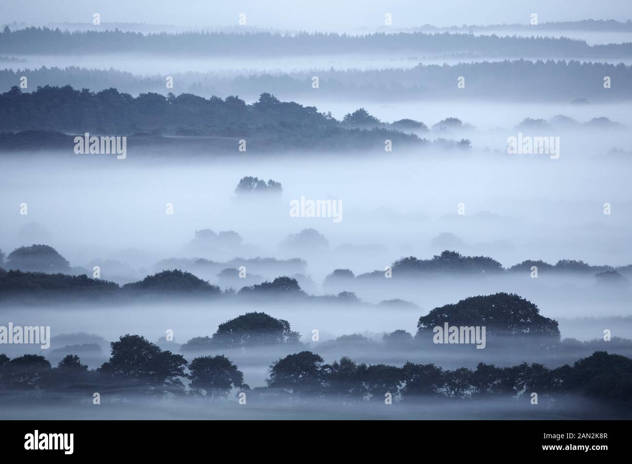 Winfirth Heide in der Morgendämmerung, Wolle, Dorset, England Stockfoto