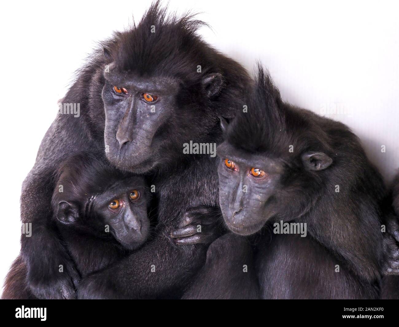 Celebes crested macaque Macaca nigra auch bekannt als die cremefarbenen schwarzen Makaque mit dem Jahr jung. Stockfoto