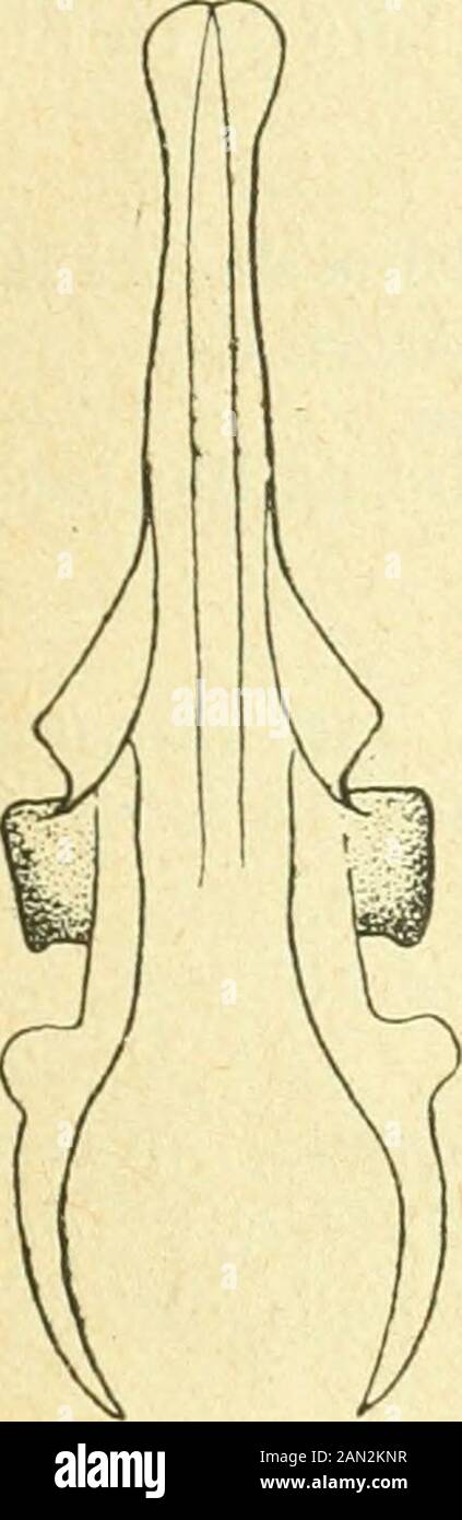 Annales de la Société entomologique de France. Pacliodynerus, armuregénitale çf-4. S. praecox Sauß. - 5. S. Brevithorax Sauß. 47. - Pachodynerus brevithorax Sauß. (Abb. 5.) -Cest une espècecurieuse par lemblem des crochets : le col est très dilaté en sonmilieu, les oreillettes sont séparées un peu du corps et sont fortementchitinisées; les pédoncules ont aussi une forme particulière, les appen-dices nen étant pas netement séparés. - Deux exemplaires de LaRioja et deux autres du Rio Salado, Ghaco de Santiago del Estero. R j 48. - Pachodynerus peruensis Sauß. (Abb. 6.) - Dans cette es Stockfoto