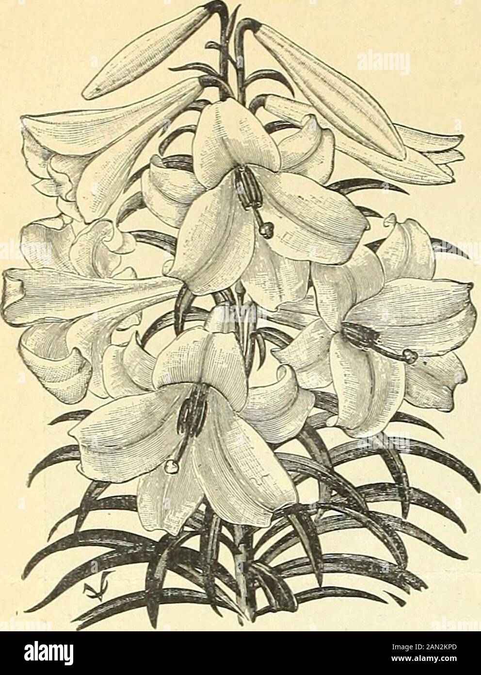 Vaughans spezielle Preise für Importbirnen für die Saison 1904/05 . FREESIA REFRACTA ALBA, VAIKHANS SONDERPREISE FÜR IMPORTBIRNEN. LILIUM HARR151I. UNVERZICHTBAR FÜR FRÜHZEITIGES FORCEN. Zusätzlich zur Sicherung unserer gesamten Lieferung dieser Lily-Glühbirnen von einem Anliegen, den wir dieses Jahr beaufsichtigen, durch unseren eigenen Vertreter die Verpackung und den Versand von thecrop. Wir tun unser Bestes in jeder Saison durch unsere Züchter, um erkrankte Pflanzen auszulöschen, die Birnen beim Graben sorgfältig zu heilen und eine Mischung aus Longiflorum und Andersarten zu vermeiden. Unter diesen Bedingungen bitten wir Ihre Bestellungen um das am besten ausgewählte echte Harnsii Thatcan Stockfoto