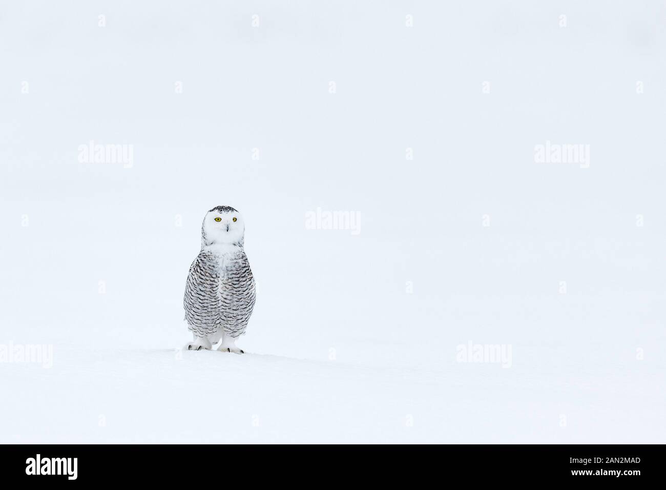 Schnee-eule (Bubo scandiacus), Ontario, Kanada Stockfoto