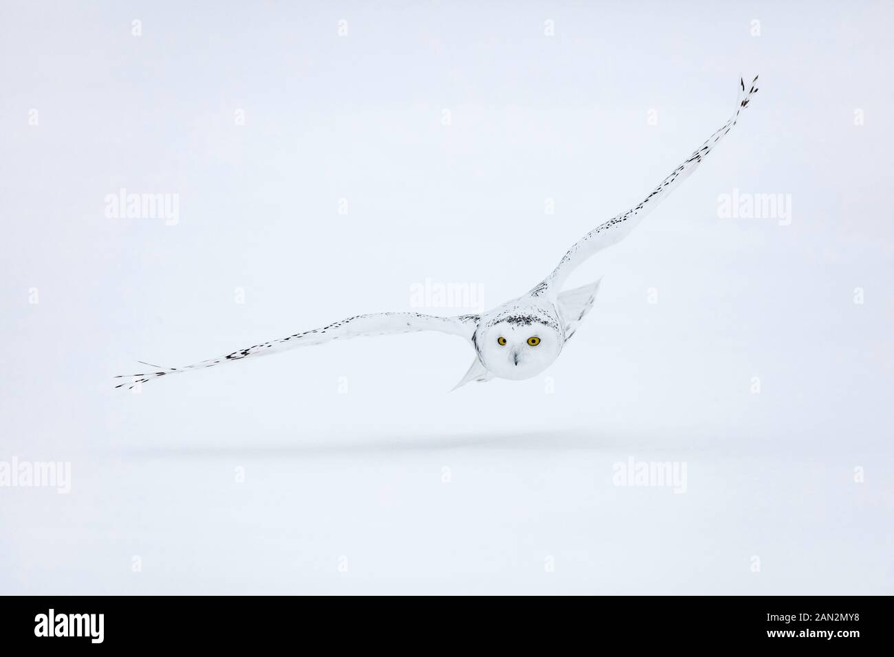 Schnee-eule (Bubo scandiacus), Ontario, Kanada Stockfoto