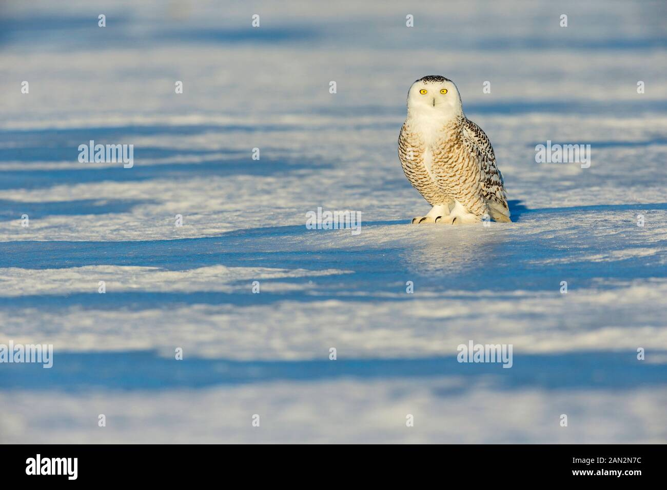 Schnee-eule (Bubo scandiacus), Kanada Stockfoto