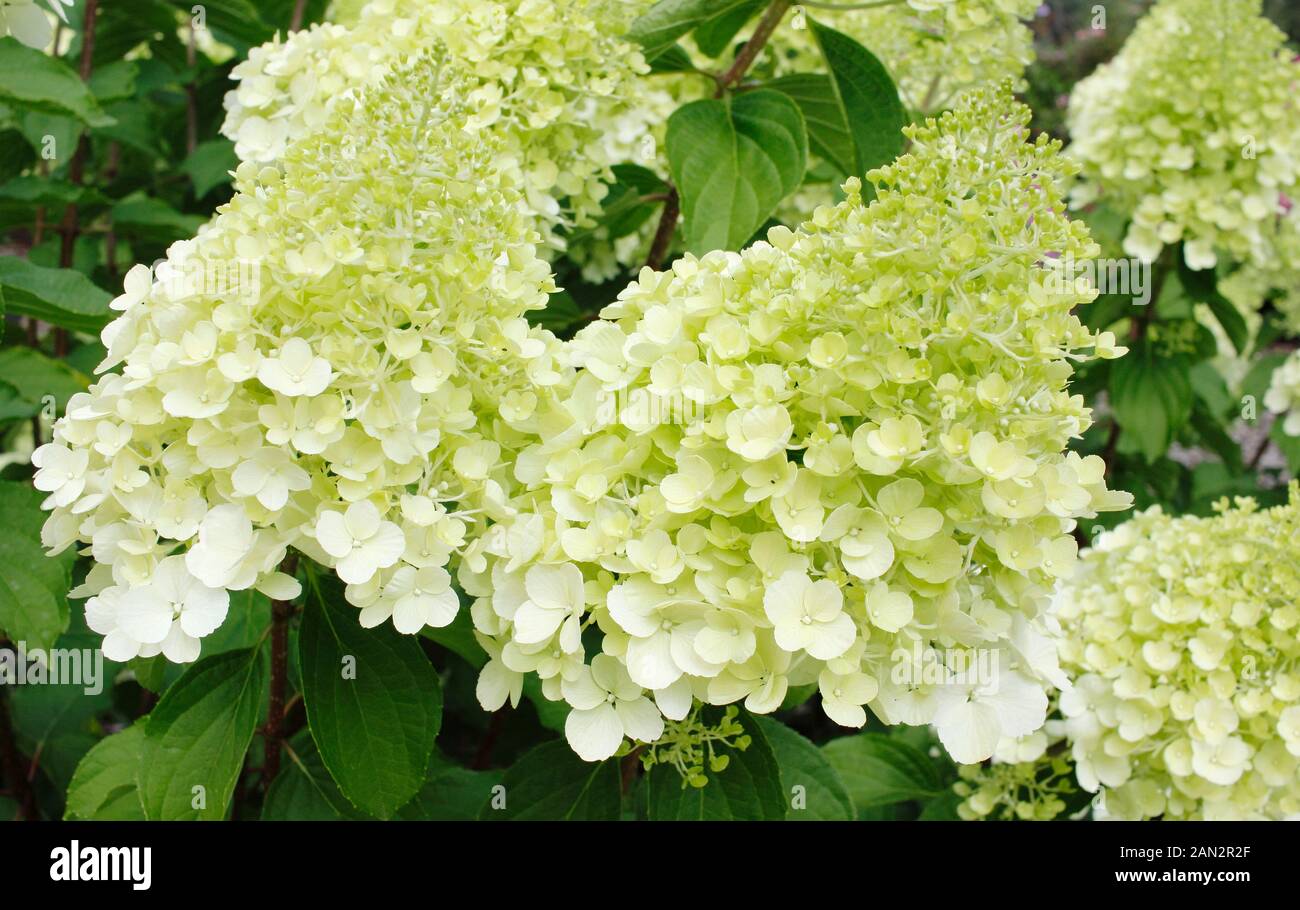 Hydrangea paniculata 'Eisbär' anzeigen charakteristischen großen Cremeweißen Blütenstände Stockfoto