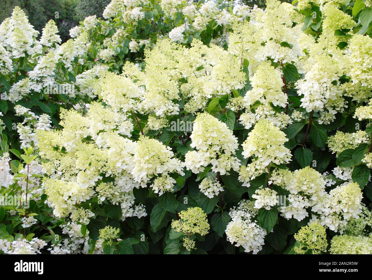 Die Hydrangea paniculata Silver Dollar" angezeigte unverwechselbare cremig weiß konische Blütenrispen im Sommer. Großbritannien Stockfoto