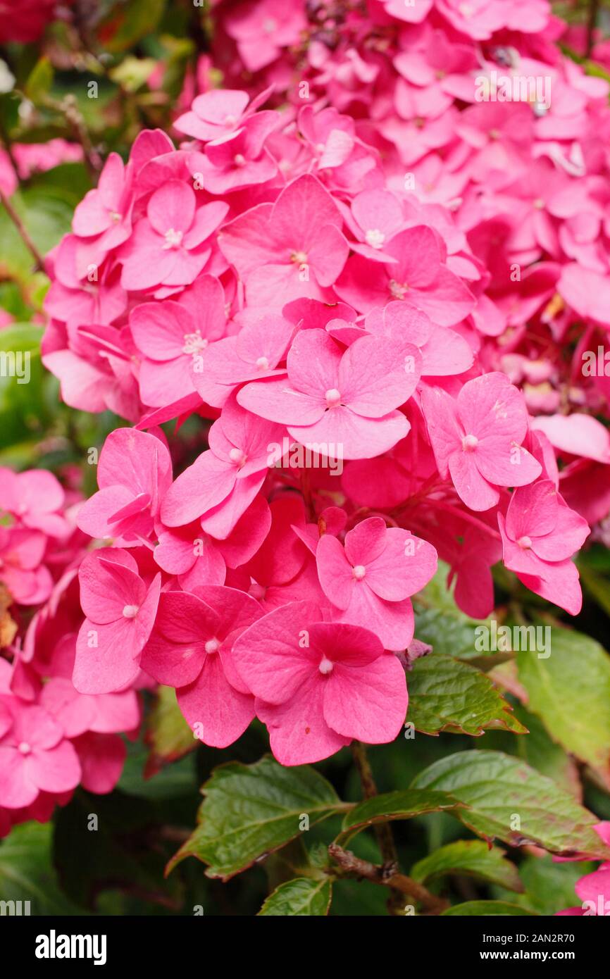 Hydrangea macrophylla 'macrosepala'. Großbritannien Stockfoto