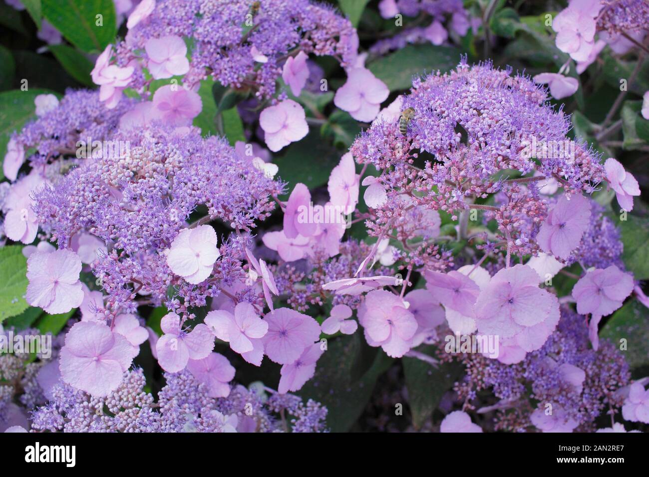 Hydrangea macrophylla 'Dancing Lady' anzeigen attraktiven blauen malvenfarbenen Blüten im Sommer. Großbritannien Stockfoto