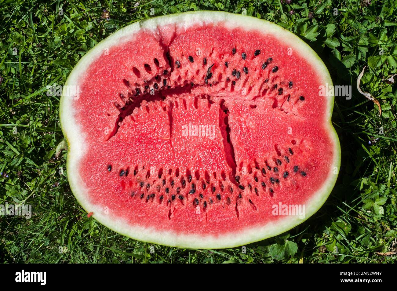 Rotes Fleisch in Scheiben geschnittene reife Wassermelone closeup Stockfoto