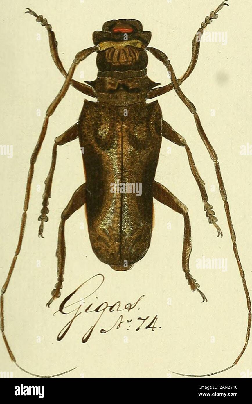 Entomologie, ou Histoire Naturelle des Insectes: avec leurs caractères génériques et spécifiques, Leur Beschreibung, Leur Synonymie, et leur enluminée. Stockfoto