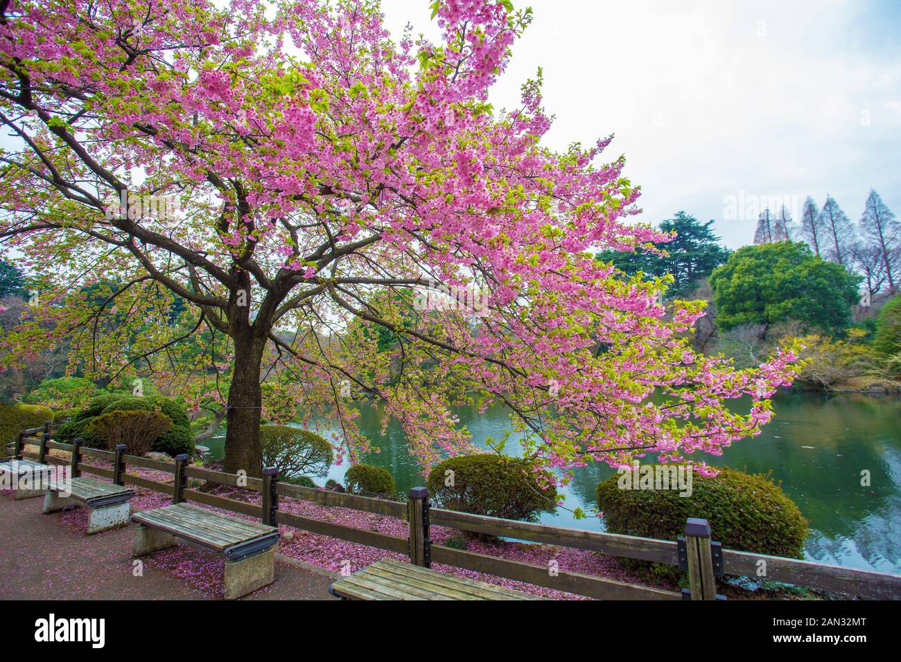 SAKURA der besonderen Sorte, blüht etwas früher als die Vielzahl von Kirschbaum in Shinjuku Gyoen - Garten Stockfoto