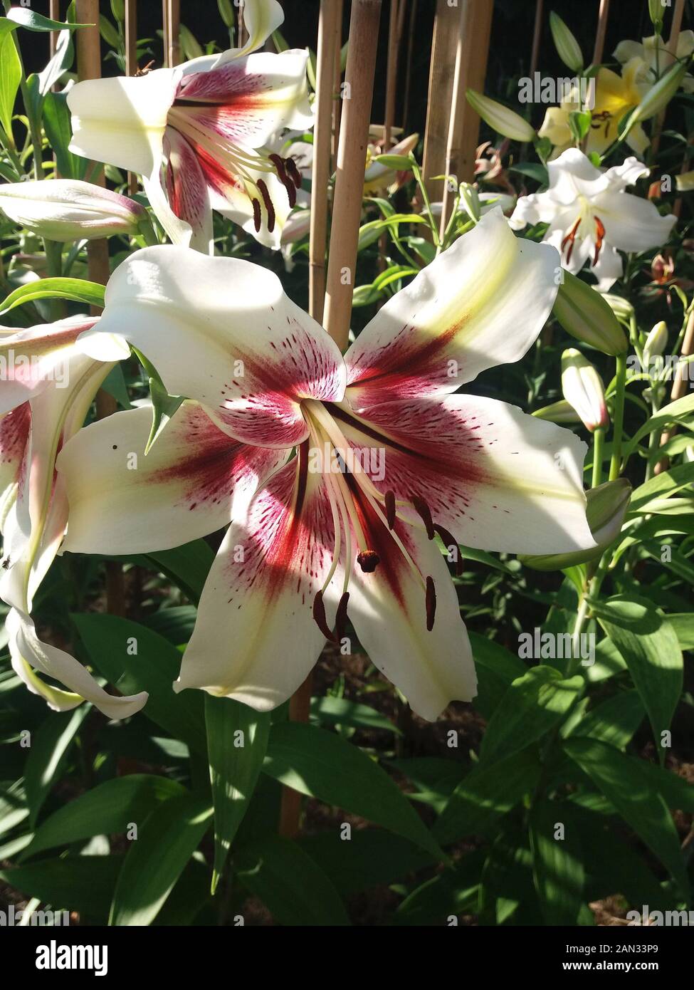 Lilium Lavon (zeba) Stockfoto