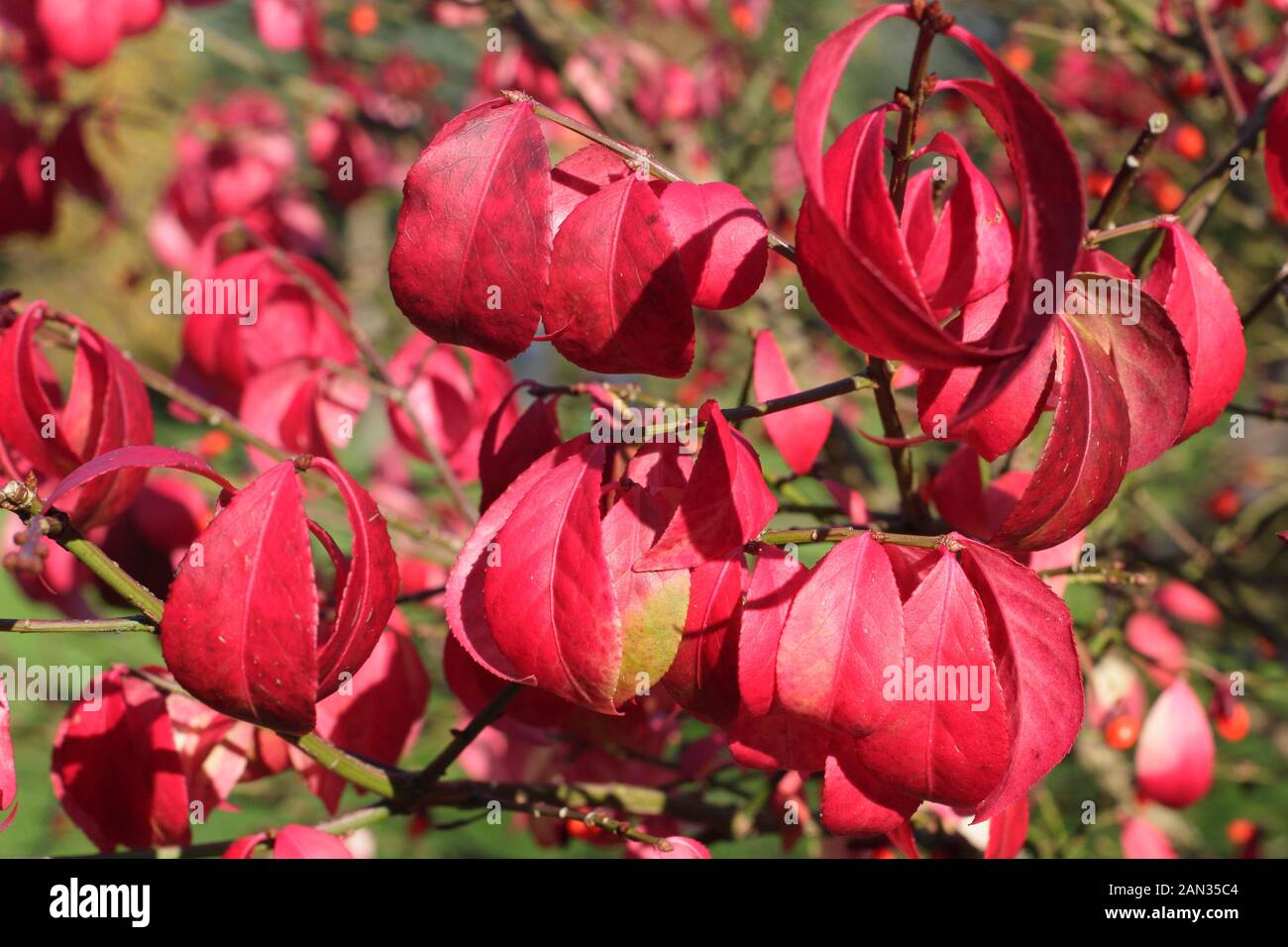 Euonymus alatus 'Kleiner Moses' geflügelte Spindel oder Zwerg-brennender Buschstrauch, der leuchtende Herbstfarben zeigt. Stockfoto