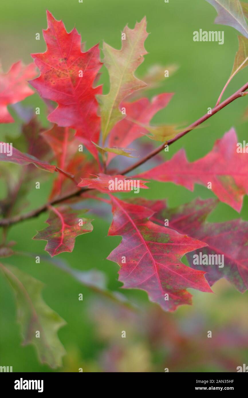 Quercus palustris. Blätter der Stieleiche im Herbst. GROSSBRITANNIEN Stockfoto