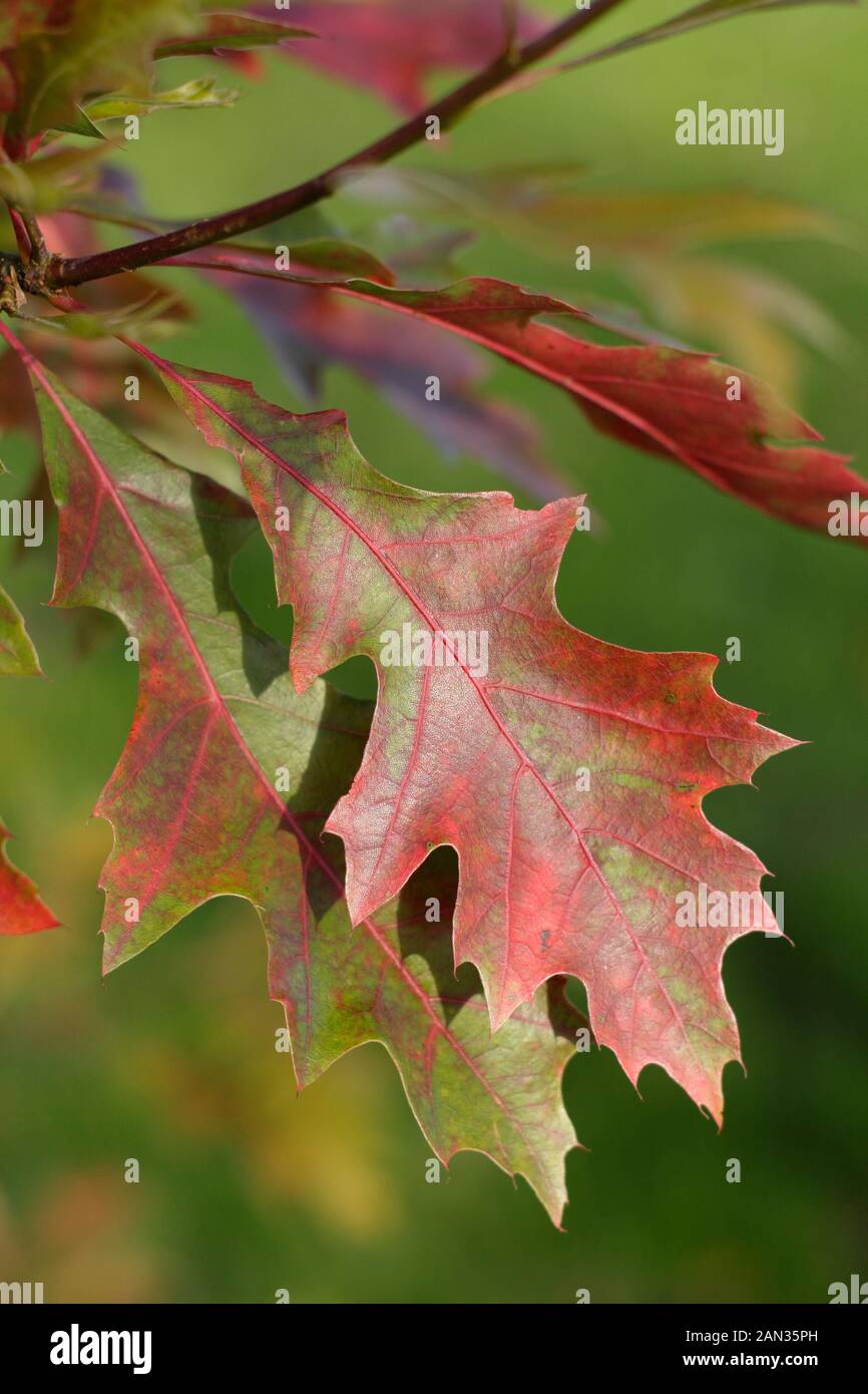 Quercus palustris. Blätter der Stieleiche im Herbst. GROSSBRITANNIEN Stockfoto