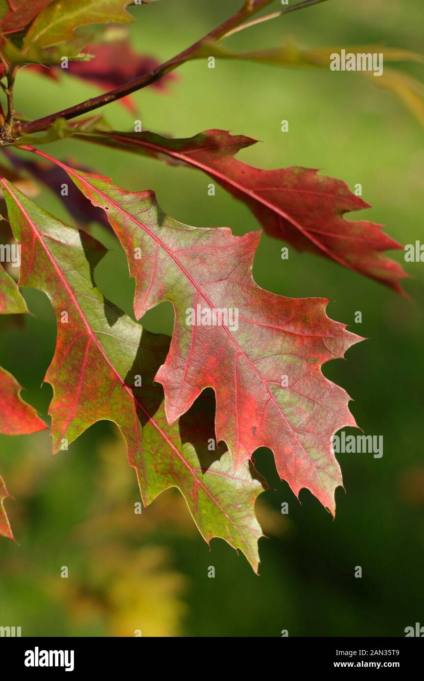 Quercus palustris. Blätter der Stieleiche im Herbst. GROSSBRITANNIEN Stockfoto