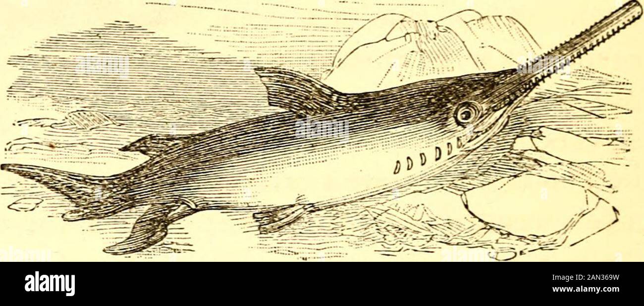 Das Buch der Natur des Kindes für Familien und Schulen: Zur Unterstützung von Müttern und Lehrern bei der Ausbildung von Kindern bei der Beobachtung der Natur . durch den Bot-Torn eines Schiffes.Im BritishMuseum findet sich isa-Stück des Bottom eines Schiffs mit einem der Theseseswörter, die durch ihn gerochen und kurz abgebrochen wurden. Der Fisch muss atonce gestorben sein, denn ein solcher Schlag muss sein Gehirn ausgestampft haben, wie wesay. Dieses Schwert muss eine mächtige Verteidigungswaffe sein oder in den Kämpfen dieses Fisches mit anderen Tieren anpacken. Hier ist ein Fischfang, der eine Säge anstelle eines Schwertes hat.Die Zähne, sehen Sie, befinden sich auf beiden Seitensockels der Säge. Stockfoto