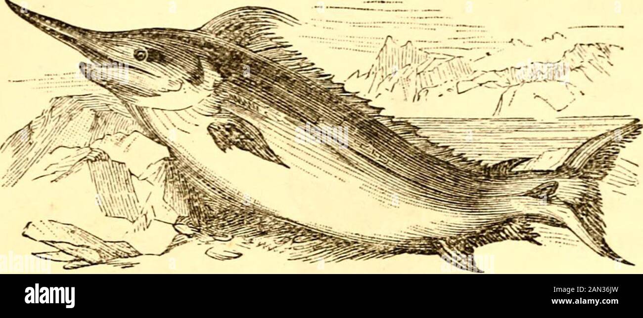 Das Naturbuch des Kindes für den Gebrauch von Familien und Schulen: Dient der Unterstützung von Müttern und Lehrern bei der Ausbildung von Kindern bei der Beobachtung der Natur. 132 INSTRUMENTE ZUR VERTEIDIGUNG UND ZUM ANGRIFF. Der Sägefisch. Der Stachelschwein. 77. Durch den von einem Schiff zerrissenen Bottich.Im BritishMuseum wird ein Stück von dem Boden eines Schiffs mit einem der Thesesesworte durchgemacht und kurz abgebrochen. Der Fisch muss atonce gestorben sein, denn ein solcher Schlag muss sein Gehirn ausgestampft haben, wie wesay. Dieses Schwert muss eine mächtige Verteidigungswaffe sein oder in den Kämpfen dieses Fisches mit anderen Tieren anpacken. Hier ist ein Fisch, der einen hat Stockfoto