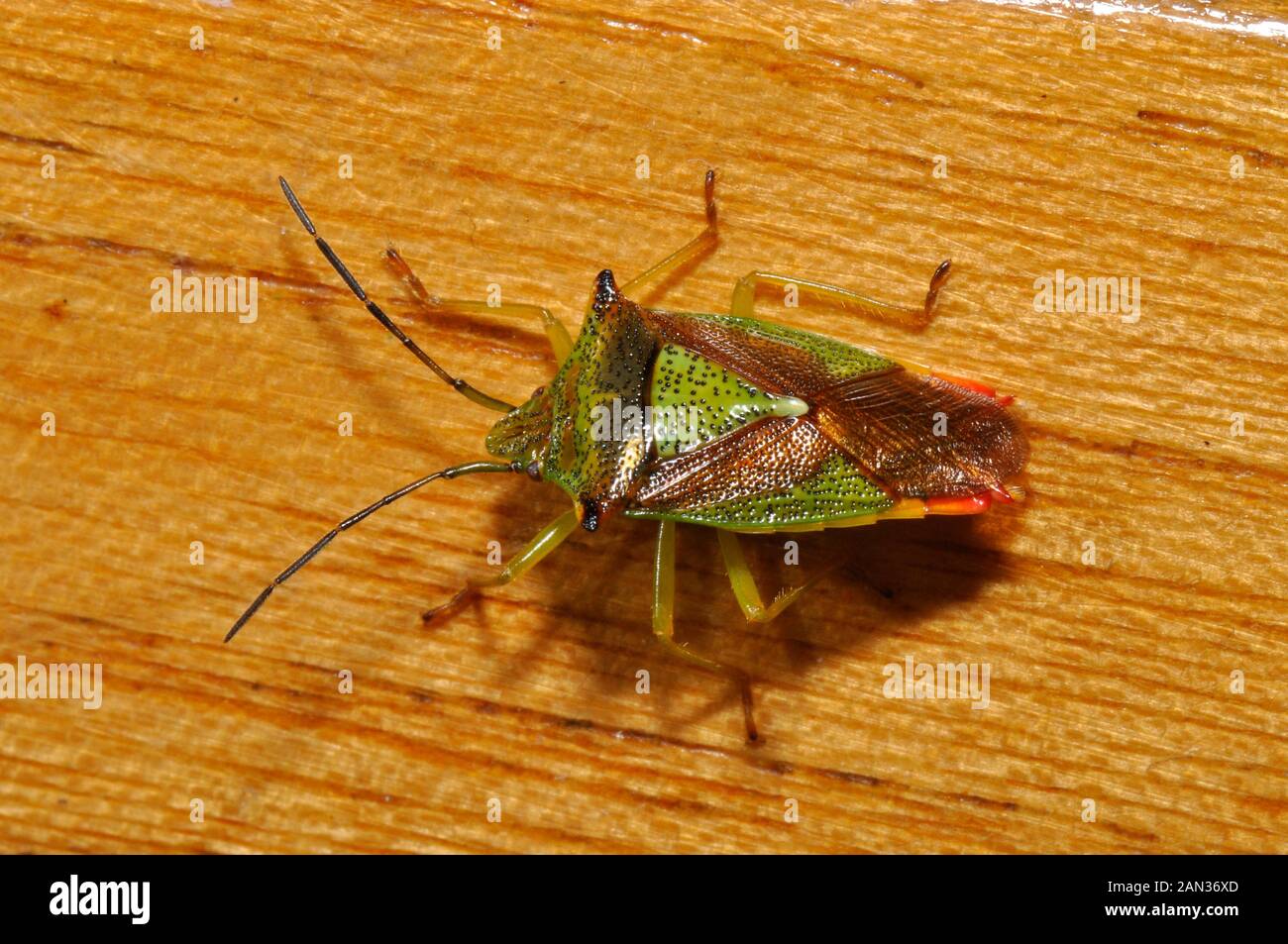 Weißdorn Shield Bug (Acanthosoma haemorrhoidale) Gemeinsame Europäische shield Bug. Seine chief Essen ist Haws, die Frucht der Weißdorn-Baum. Stockfoto