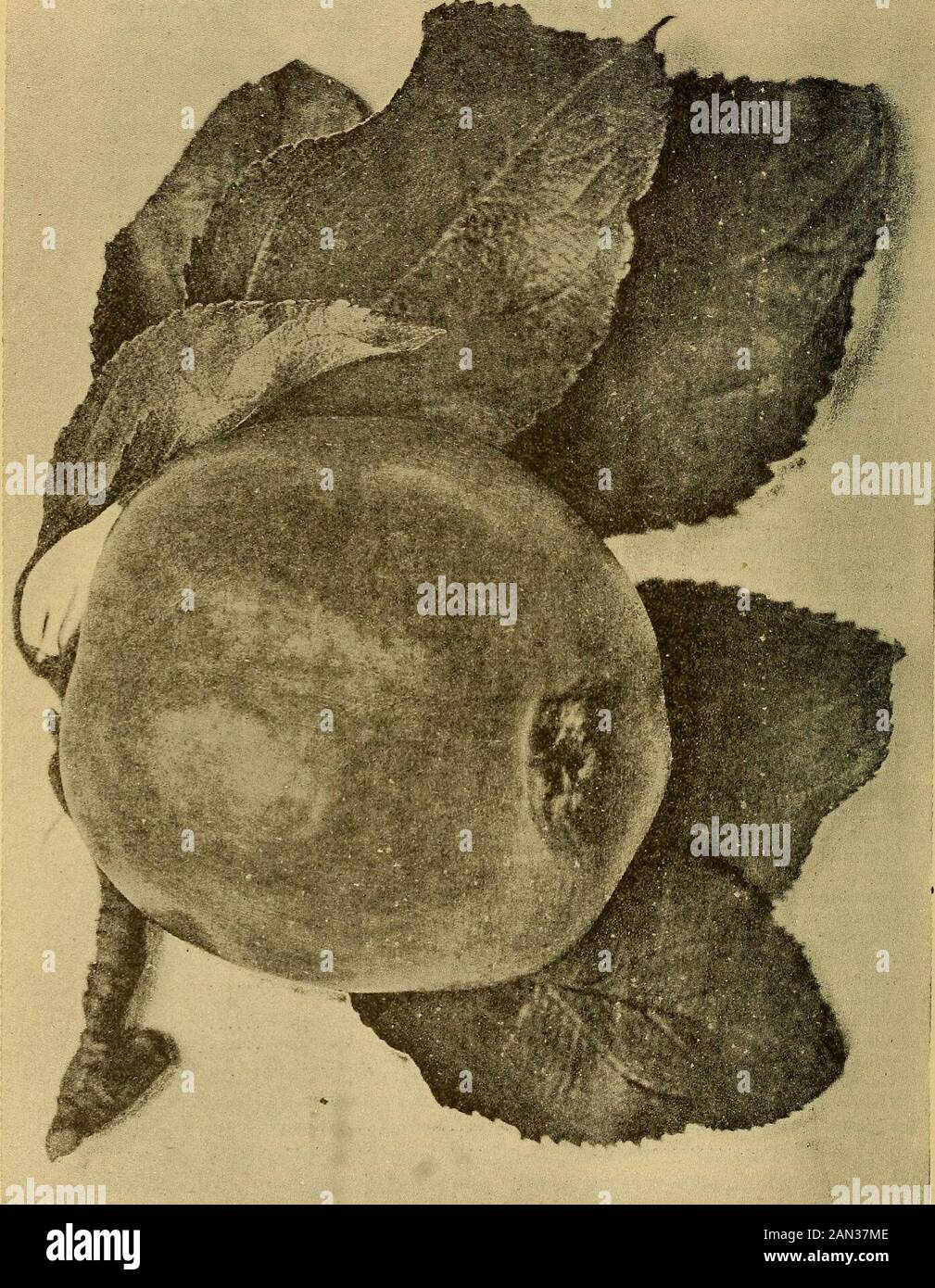 Die Früchte Kaliforniens und wie man sie anbauen kann; . nning. Äpfel FÜR VERSCHIEDENE REGIONEN 241 Apfelsorten, die von kalifornischen Anbauern zugelassen wurden. SORTEN. Alexander , Arkansas Beauty Arkansas Black Baldwin Ben Davis Bietigheimer Black Ben Davis Kocht Seedling Delicious Early Harvest Early Strawberry Esopus Spitzenburg Fall Pippin Pampeuse Gravenstein Gloria Mundi Hoover Jonathan Langford Lawver Maidens Blush Marshalls Red Missouri Pippin Nickajack Northern Spy Oldenburg Duchess Ratley Rawless Janet Red Astracan Red June Red Pearmain Rhode Island Greening... Romanite Rome Beauty Smiths Cider Skinners Seed Stockfoto