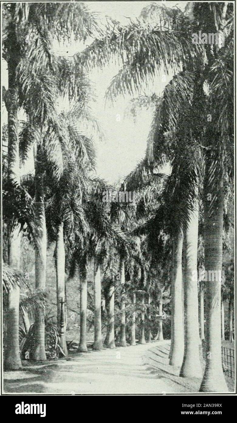 Vierzig Jahre auf dem Pazifik: Die Lure des großen Ozeans, ein Buch der Referenz für den Reisenden und das Vergnügen für den Aufenthalt zu Hause. RO^?AL PALM AVENUE, HONOLULU FÜHRT DURCH DIE 17-MUNERATION IM PAZIFIK. Ich bin froh, zu verzeichnen, dass Ärzte jetzt al-lowed sind, Passagiere für die Anwesenheit zu berechnen, wenn ihre Dienstzeit durch keinen Unfall oder Krankheit auf dem Schiff notwendig geworden ist. San Francisco nach Sydney Aus einem anderen Buch von Jottings sammle ich die folgenden Anmerkungen zu einer Reise auf der Sonoma, im Oktober 1914. Die Bewohner Kaliforniens werden mehr Freude aus dem Leben heraus haben als fast alle anderen Menschen der Stockfoto