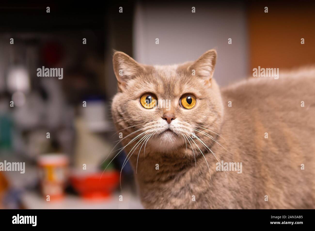 Portrait von cute Scottish Straight cat, close-up Stockfoto