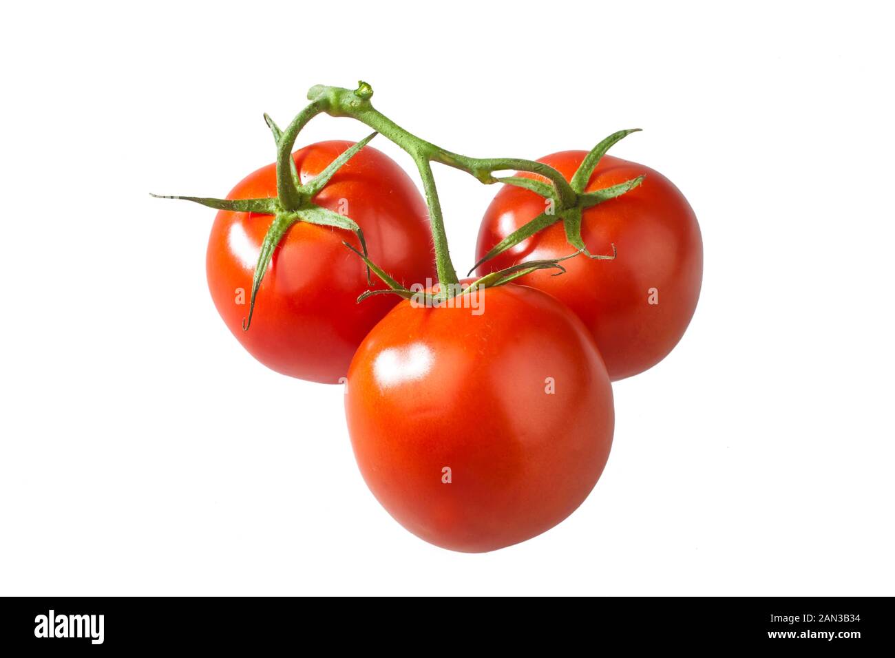 Studio shot von drei Tomaten in einem Cluster von Stengel werden auf weißem Hintergrund Stockfoto