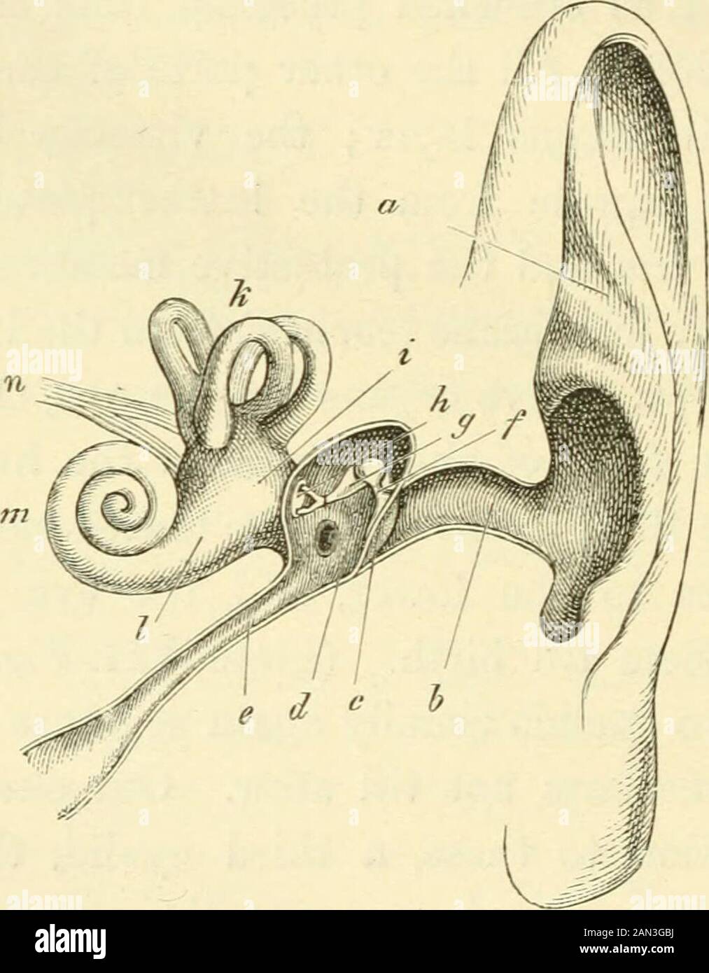 Die Evolution des Menschen: Eine beliebte Exposition der Hauptpunkte der menschlichen Ontogenie und des PhylogenyFroms des Deutschen Ernst Haeckel . wie über das Auge von der Innerste gezogen. Viele Primitive Fische (SelacJdi) und AmnionAnimals behalten dies noch. In Apes und im Menschen hat es sich vergraut, und nur ein kleiner Überrest davon existiert in der inneren Augenecke als sichelförmige Falte, als nutzloses rudi-mentary-Organ. (CF Bd. i. S. 109.) auch Affen und Der Mensch verloren die Härtere Drüse, indem sie sich unterhalb der Nictitatingmembran öffnen, die bei anderen Säugetieren vorkommt, und bei Vögeln, Reptilien und Amphibien. 26o DAS EVOLU Stockfoto