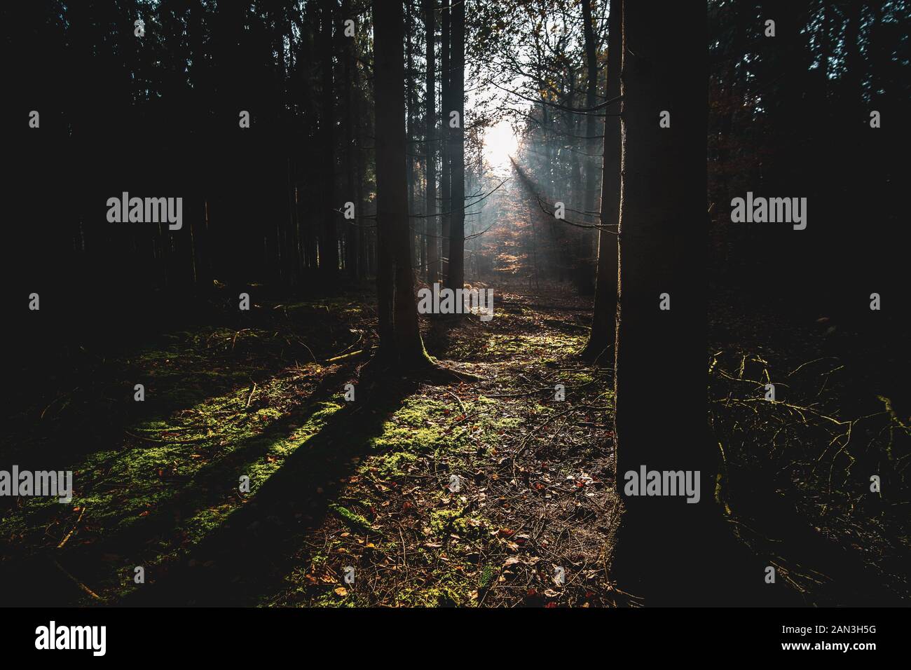 Pine Tree trunks in einem Wald mit Nebel und Moos auf einem sonnigen Herbst Tag Stockfoto
