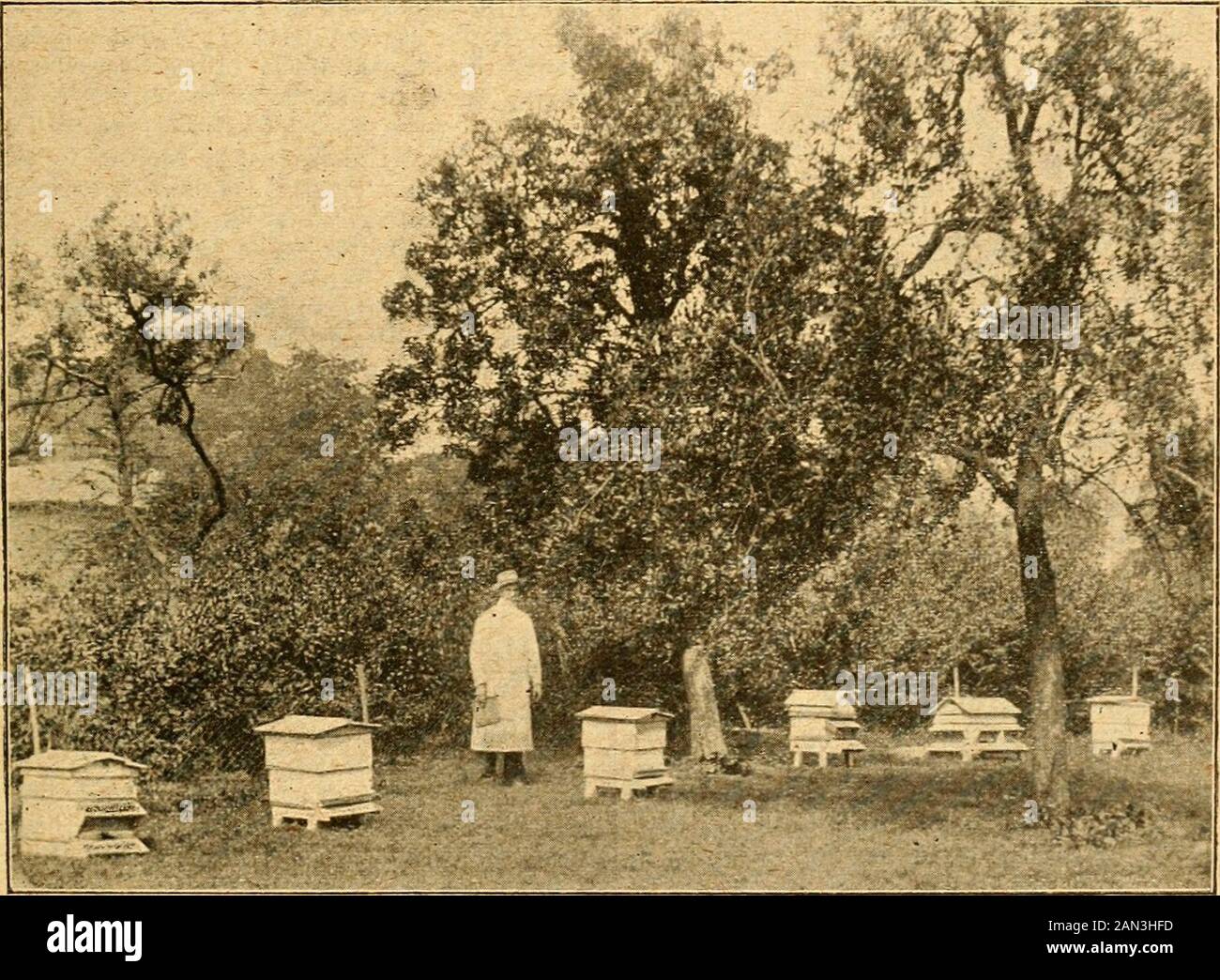 Der britische Biene Journal & Bee Keepers Berater . nun, wenn die Wache am Bahnhof einen abholte, indem sie das Dach nahm, gaben die Nägel nach, das schwere Gewicht war zu viel für sie, und heraus kamen die Bienen mit einem Ansturm. TheGuard, der ein alter Schul-Chum-Jfmin war, schlug einen voreiligen Rückzug, und ich musste die Bienen uji so gut wie möglich fixieren und sie in den Wachwagen, in dem es sich um einen irischen Terrier in der Ecke handelte, der Schottland und anderswo war. Ich habe die Schachteln mit einem Stück perforiertem Zink verpackt, nachdem ich sie gut mit Sirup gefüttert hatte, und sie gingen in Ordnung. Ein Jahr habe ich ein paar Exlibite gemacht. At Stockfoto