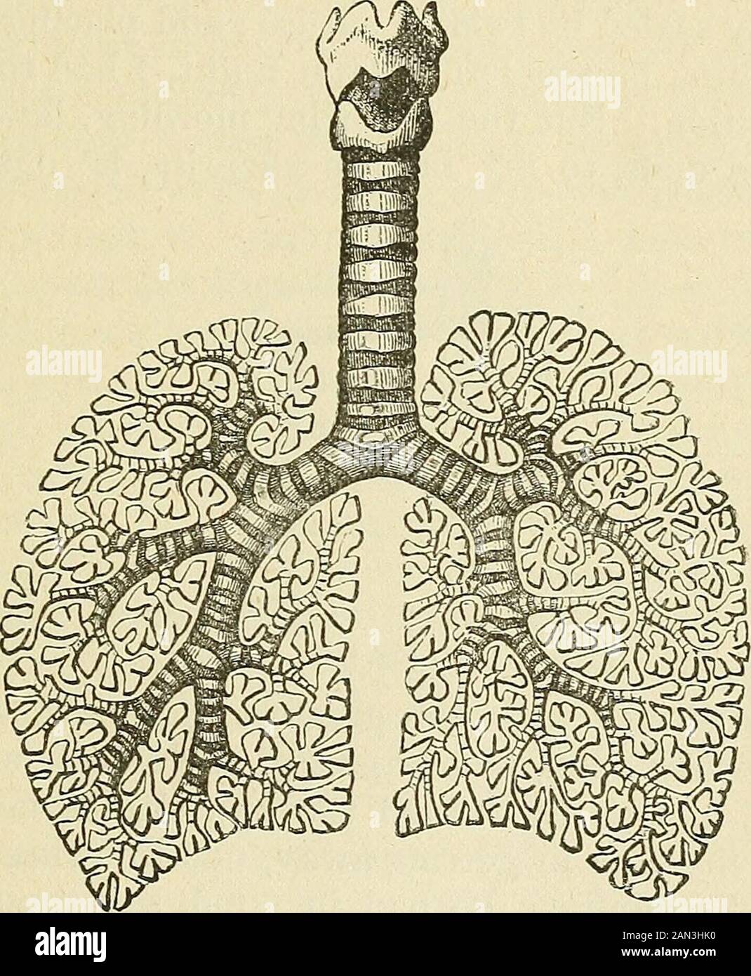 Die Gesetze und die Mechanik der Zirkulation, mit dem Prinzip der Bewegung der Tiere . n die Lungen.-Nota-bly, ein großer, magerer Hund (Hound) wurde fest in der Standposition von mehreren Assistenten gehalten und wählte die Zwischenräume zwischen der sechsten und siebten Rippe, eine kurze silberne Röhre, die rechtwinklig gebogen war (Abb. 33), wurde in die Pleurahöhlen weitergeleitet - eine auf beiden Seiten am äußeren Brustbereich. Sie waren ein Viertel Zoll Kaliber und ein und drei Quar-ter Zoll Länge, mit einem Flansch und Öffnungen zur Sicherung DER LUNGENWIRKUNG DEMONSTRIERT. 109 zu den Seiten der Wunde Stockfoto