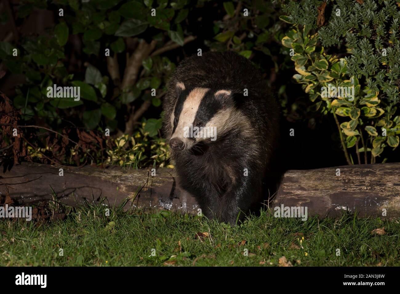 Dachs im garten Fotos und Bildmaterial in hoher Auflösung Alamy