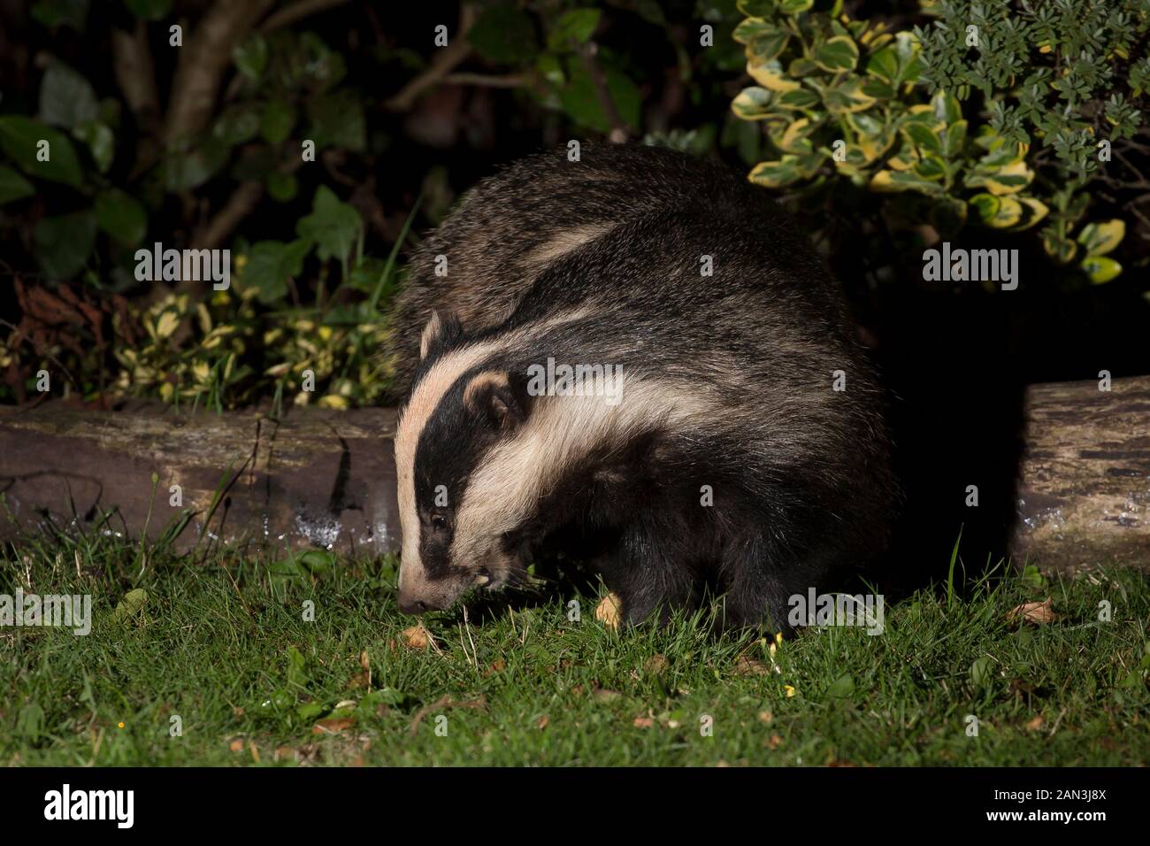 Dachs im garten Fotos und Bildmaterial in hoher Auflösung Alamy