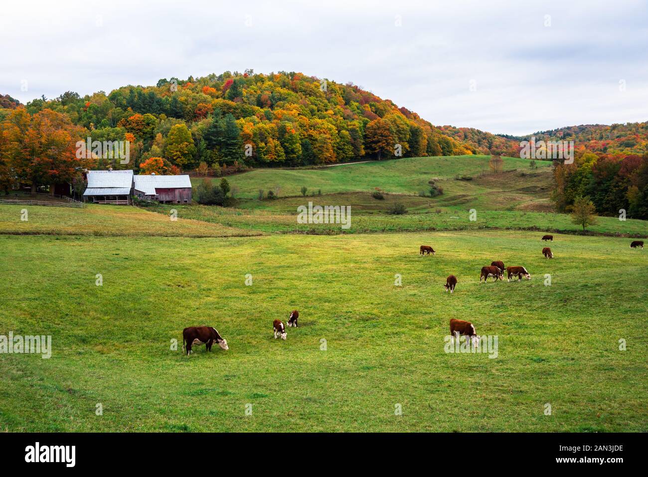 Rinder grasen in einem Feld mit landwirtschaftlichen Gebäuden am Fuße des bunten bewaldete Hügel im Hintergrund an einem bewölkten Herbst Tag. Herbst Laub. Stockfoto