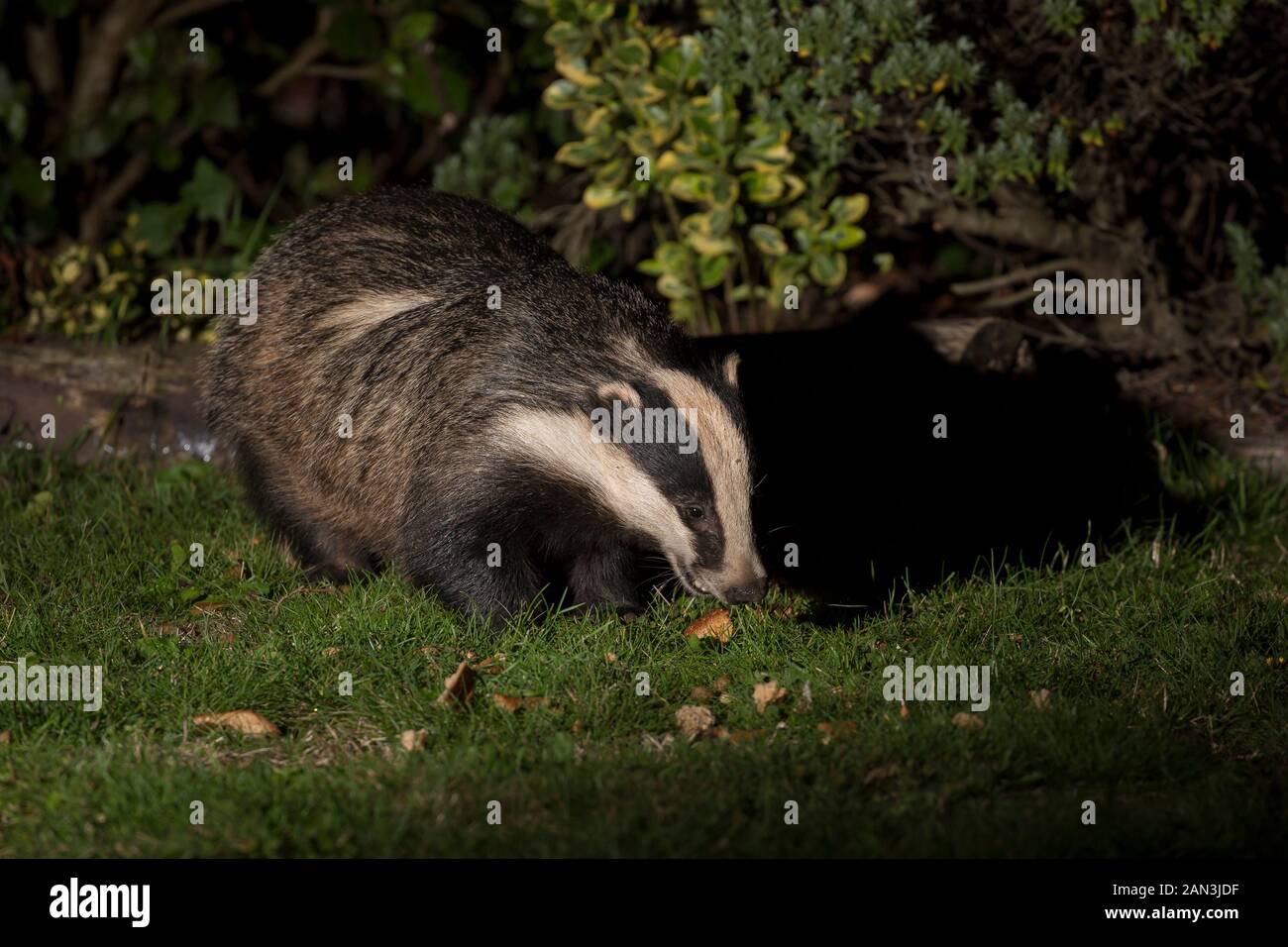 Dachs im garten Fotos und Bildmaterial in hoher Auflösung Alamy
