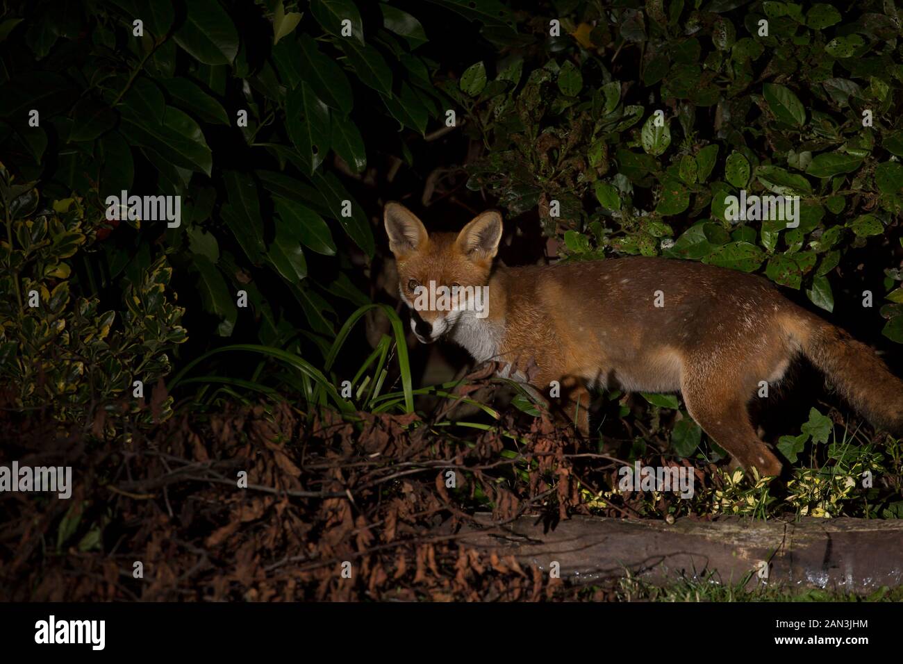 Nahaufnahme eines wilden, hungrigen städtischen britischen Rotfuchses (Vulpes vulpes), isoliert im Dunkeln, Nahrungssuche, Nachts im britischen Garten, beleuchtet von einem Scheinwerfer. Stockfoto
