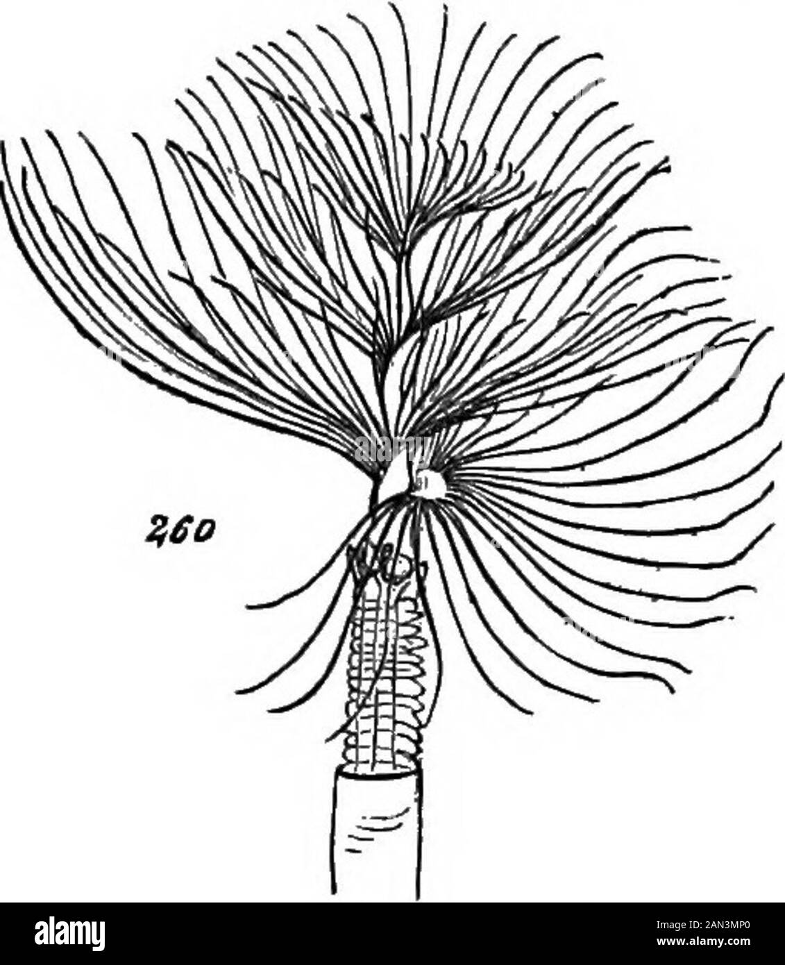 Die Prinzipien der Biologie . durchs ganze dieses Unterkönigreiches. Rückführbar, müssen wir sagen, denn obwohl es in der immensen Mehrheit der annullierten Tjrpes äußerst auffällig ist, ist es in einem für möglich erachtbaren Ausmaß verdunkelt, wo eine Verdunkelung zu erwarten ist.Die Embryonen der TuMcolw, nachdem sie Aboutafahren niedergeschlagen haben, setzen sich ab und bauen sich Röhren, aus denen sie ihre Köpfe ragen; und in ihnen &gt; Oder in einigen von ihnen wird die bilaterale Symmetrie durch die Entwicklung von Kopffüßern auf eine autoseitige Art und Weise verschleiert. Thetentakel von Terehelia werden viel im selben Weg verteilt wie die eines Stockfoto