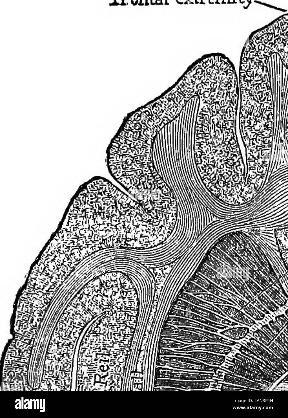 Vorträge über die Lokalisierung von Hirnerkrankungen, gehalten an der Faculté de médecine, Paris, 1875. Cocebuscinomolgus) (Abb. 33). Man kann sehen, wie die Fasziculi von Fasern oder Radiationen die äußeren Genikulatkörper, die inneren Genikulatekörper, den Pulvinar, Und die vordere Tubercula quadratigem-ina (die zuletzt durch die Vermittlung der vorderen anterioren anterior con-junctive Arms), gehen auf eine rezidivierende Weise in Verbindung mit dem amedullären Fasciculus, der nur eine Sammlung der von uns bereits beschriebenen zentripulären Fasern ist (Vorträge VIII. Und IX., Abb. 26), und weiter Stockfoto