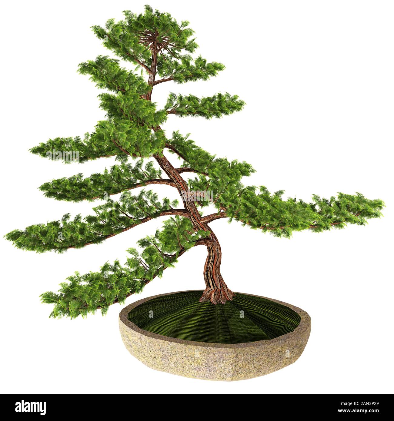 hortensien bonsai Bonsai 'Carmona' S-Form kaufen | Bonsai 'Carmona'